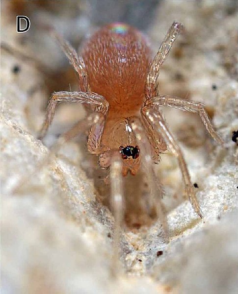 File:Tapinesthis inermis female D.jpg