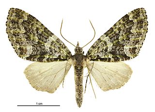 <i>Tatosoma agrionata</i> Species of moth