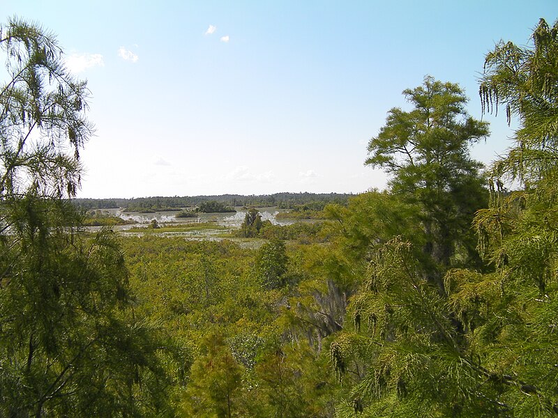 File:Taxodium ascendens Okefenokee 3.jpg