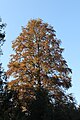 * Nomination: Taxodium distichum 'Fastigiatum' in Park Skaryszewski, Warsaw, Poland. --Crusier 15:11, 31 October 2010 (UTC) * * Review needed