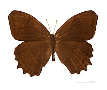 Museum specimen ♂ dorsal side