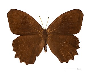 <i>Taygetis laches</i> Species of butterfly
