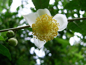 Bloos faan en teestrük (Camellia sinensis)