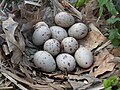Nest with eggs; Germany