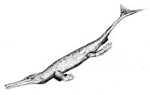 Teleidosaurus BW.jpg
