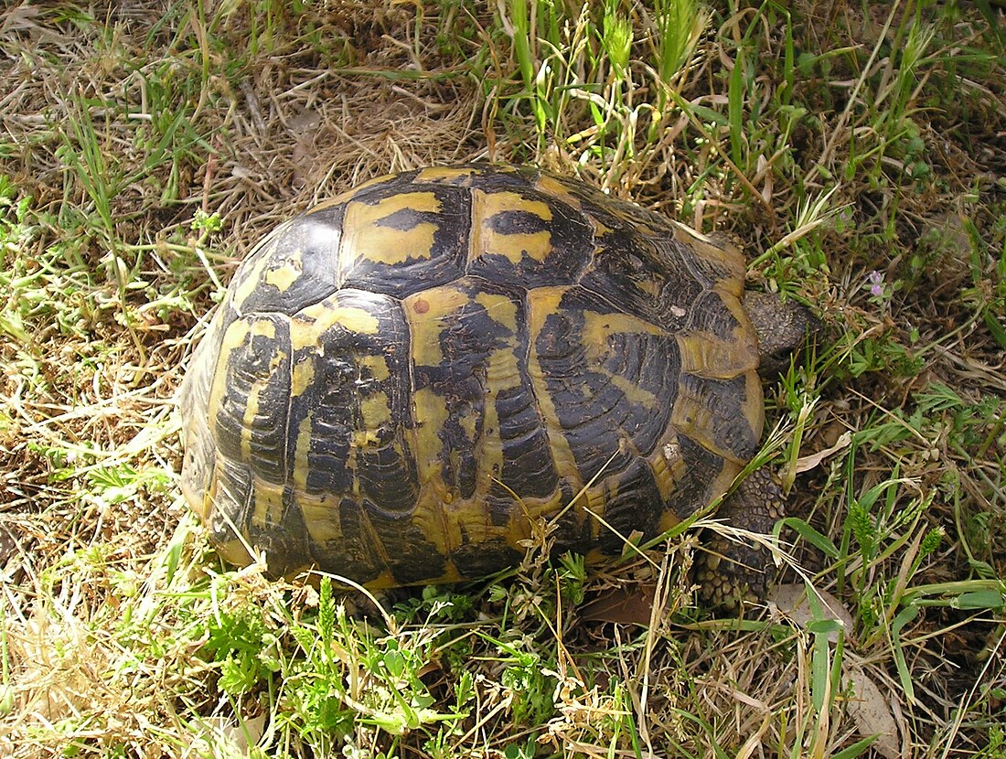 Cuppulata d'Hermann