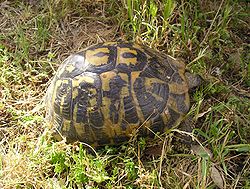 Landskilpadder: Skilpadder som lever på land