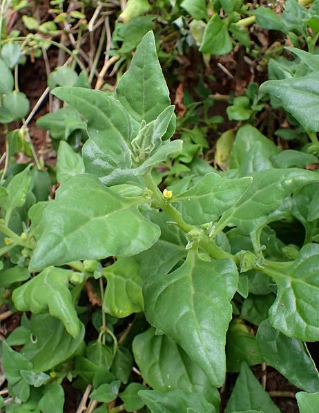 File:Tetragonia tetragonioides kz3.JPG