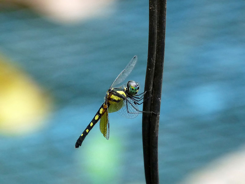 File:Tetrathemis platyptera female at Kadavoor.jpg