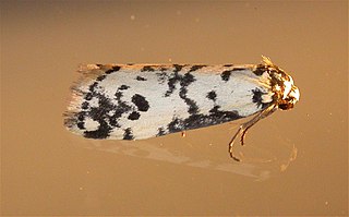 <i>Thallarcha eremicola</i> Species of moth