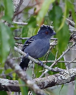 <span class="mw-page-title-main">Natterer's slaty antshrike</span> Species of bird