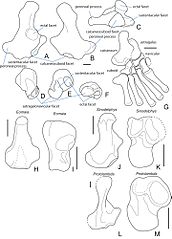 The origin and early evolution of metatherian mammals: the Cretaceous record