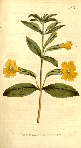 File:The Botanical Magazine, Plate 354 (Volume 10, 1796).png