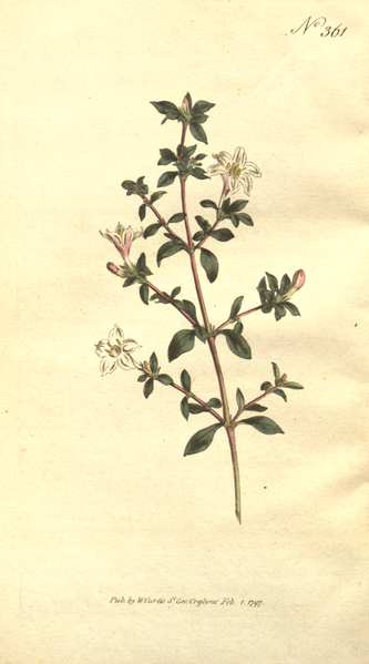 File:The Botanical Magazine, Plate 361 (Volume 11, 1797).png