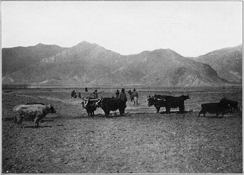 File:The National Geographic Magazine Vol 16 1905 - A Farming Scene in Tibet.jpg