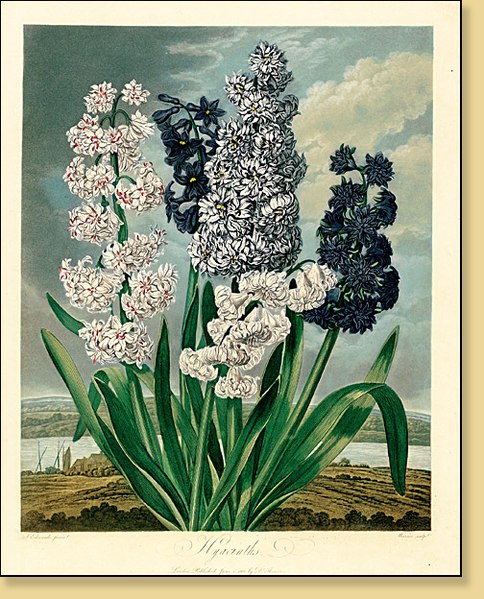 File:The Temple of Flora, Hyacinths.jpg