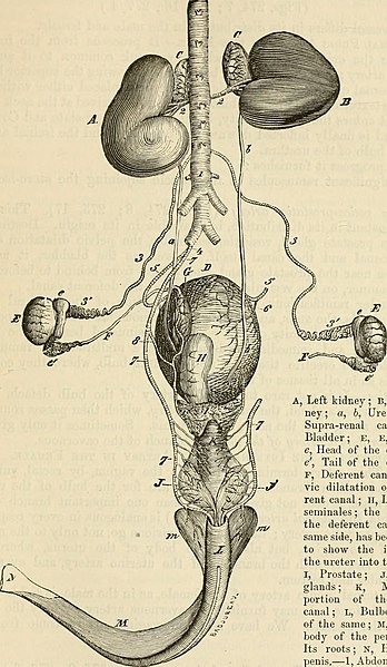 File:The comparative anatomy of the domesticated animals (1873) (20481595030).jpg