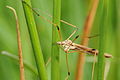 * Nomination Tipula sp. --ComputerHotline 09:37, 23 April 2009 (UTC) * Decline DOF too tight. --Karora 11:27, 30 April 2009 (UTC)