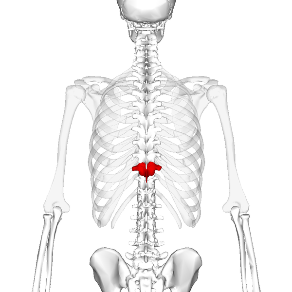 File:Thoracic vertebra 10 posterior2.png