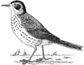 Thrush (PSF).png