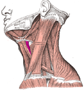 Miniatura para Músculo tirohioideo