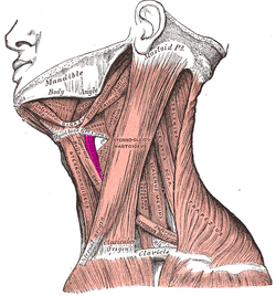 Thyrohyoid muscle.PNG
