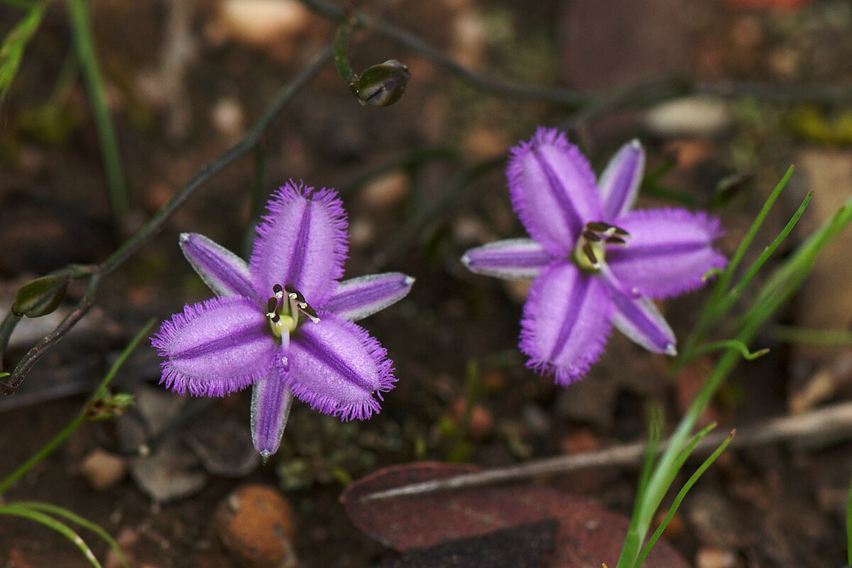 Thysanotus multiflorus