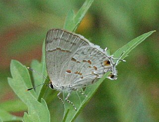 <i>Tmolus echion</i> Species of butterfly