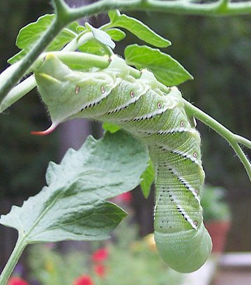 File:Tobacco-hornworm.jpg