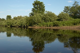 Kunya (river) river in Kunyinsky, Velikoluksky, and Loknyansky Districts of Pskov Oblast, Toropetsky District of Tver Oblast, and Kholmsky District of Novgorod Oblast in Russia