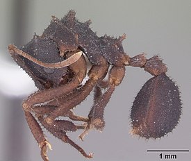 Рабочий Mycetomoellerius jamaicensis