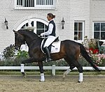 A nicely arched neck. Trakehner Reithengst, Auktion Neumunster 2004.jpg