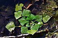 Trapa natans (Lythraceae, Myrtales)