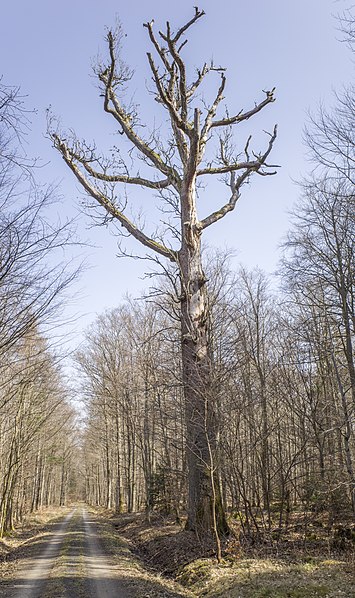 File:Traubeneiche bei Humprechtshausen 2.jpg