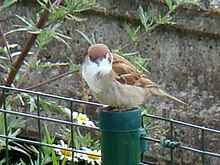 Tree Sparrow-Mindaugas Urbonas-2.JPG