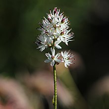 Triantha japonica (bunga).jpg