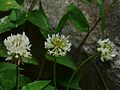 Trifolium repens (2561008699).jpg