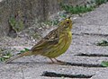 Emberiza citrinella, female