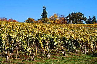 <span class="mw-page-title-main">Tualatin Hills AVA</span> American wine region located in Oregon