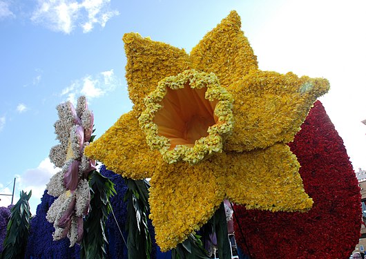 Holland, parade of flowers.