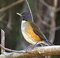 Thumbnail for White-necked thrush