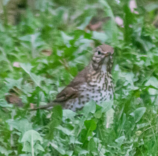 File:Turdus philomelos in Krajna (2).jpg