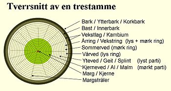 Tverrsnitt av en trestamme