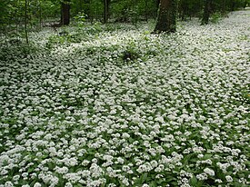 Группа цветущих растений. В лесу возле Грос-Герау, земля Гессен, Германия