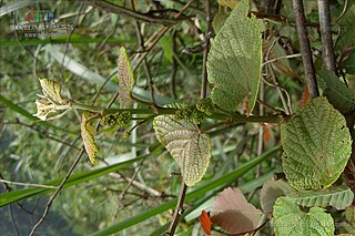 Vitis wilsonae Species of grapevine