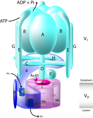 V-ATPase