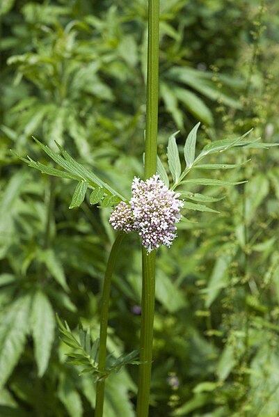 File:Valeriana repens eu 76 14062008 2.jpg