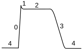 The cardiac action potential has five phases. Ito1 is active during phase 1, causing a fast repolarization of the action potential Ventricular myocyte action potential.svg