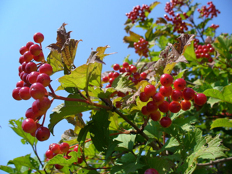 File:Viburnum opulus 2007 G1.jpg