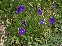 Viola altaica